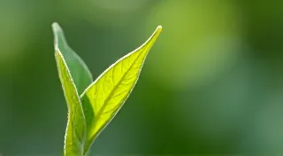 Emerald Echoes: The Language of Growth and Renewal